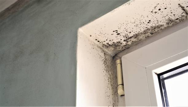 Best Real Estate Mold Inspection  in Edenton, NC