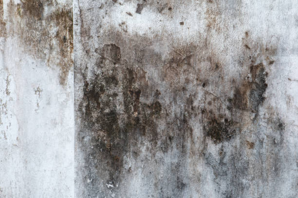 Best Asbestos and Lead Testing During Mold Inspection  in Edenton, NC