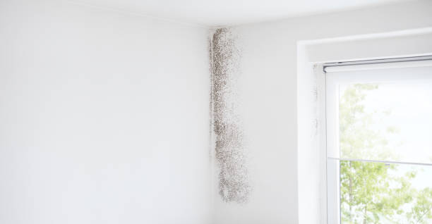 Best Environmental Consulting for Mold Prevention  in Edenton, NC