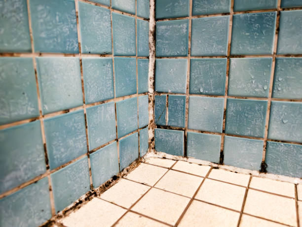 Best Mold Damage Restoration  in Edenton, NC