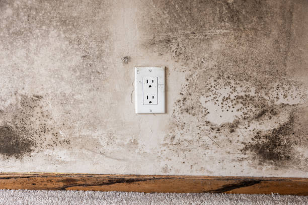 Best Water Damage & Mold Remediation  in Edenton, NC