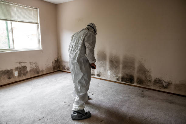 Mold Odor Removal Services in Edenton, NC