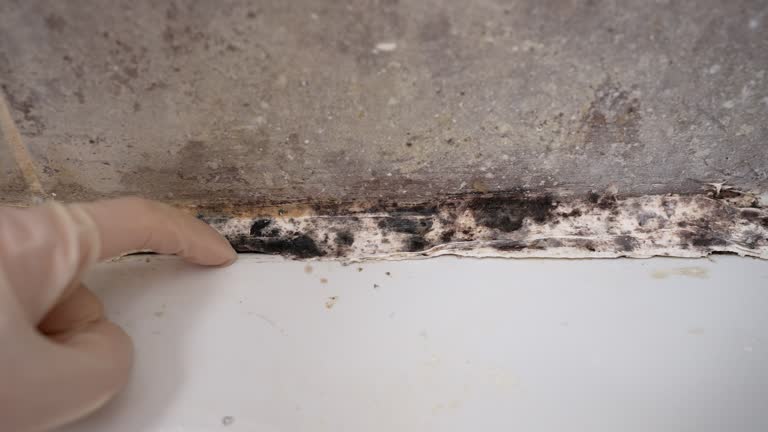 Best Mold Removal for HVAC Installations  in Edenton, NC